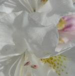 Lilies III: Mural Installation (pdf)